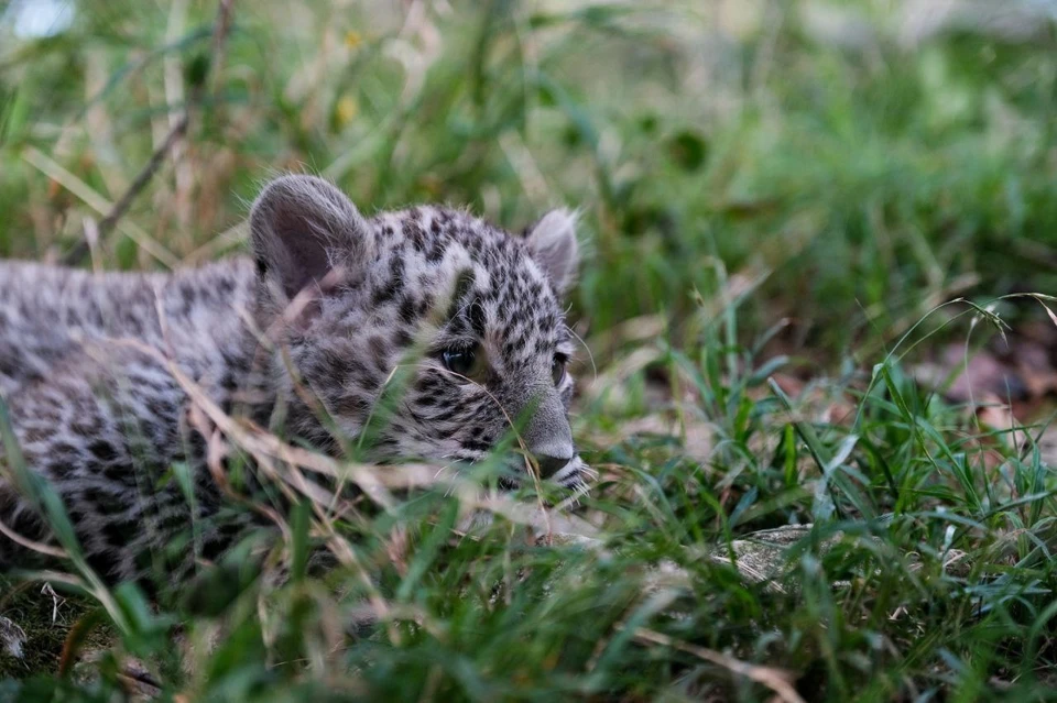 Леопард Умка. Фото: t.me/leopardcenter