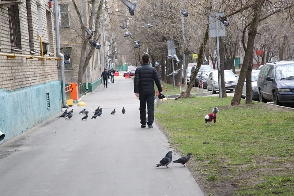 В Ярославле мужчина ударил девочку, которая разнимала собак.