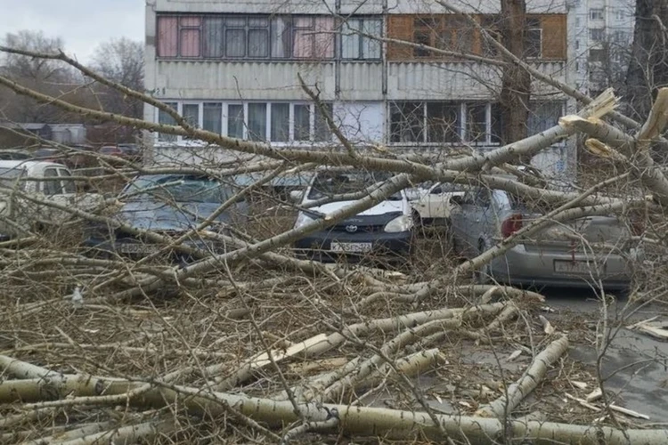 Ураган в Алтайском крае 19 ноября 2023: куда обращаться за компенсацией ущерба от стихии