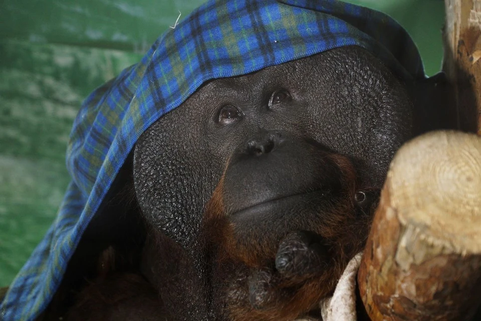 Орангутанам из Новосибирского зоопарка вручили подарки от горожан.