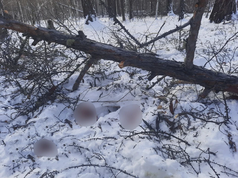 Трагический инцидент произошел 22 ноября. Фото: пресс-служба СУ СК РФ по Якутии