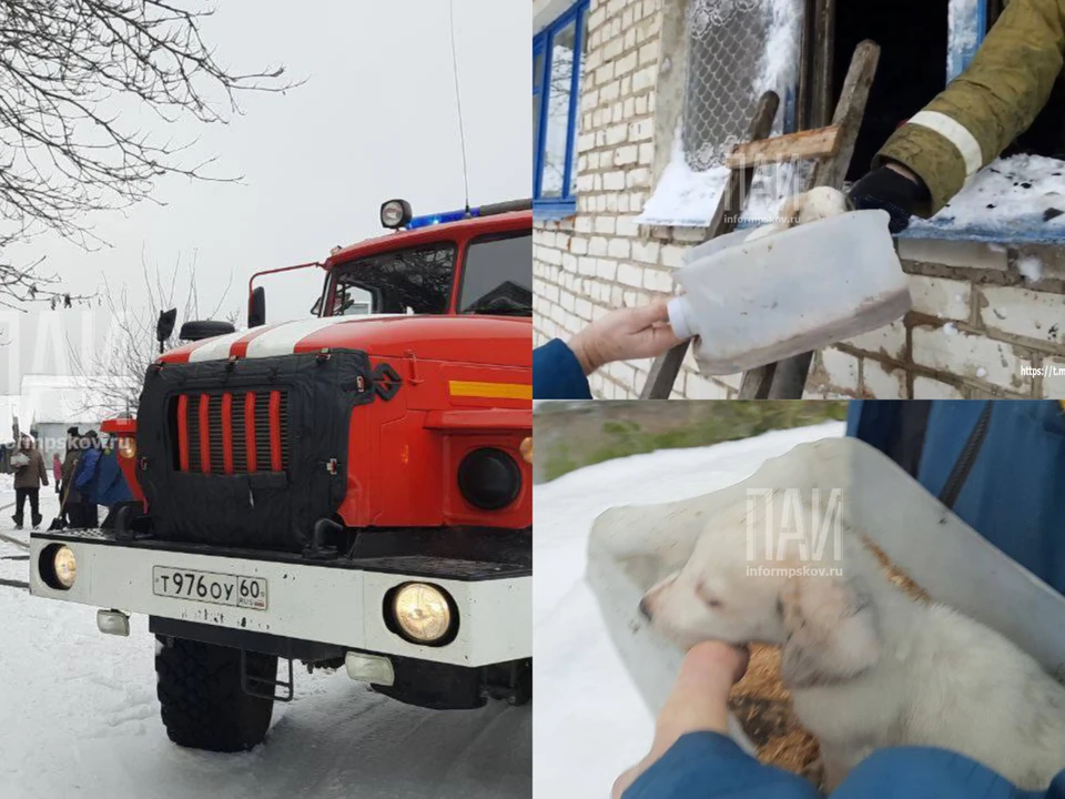 Коллаж из фото Telegram-канала «ПАИ. Псковская сводка»
