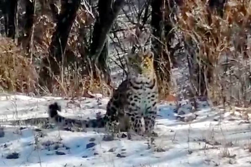 Хищника опознали по рисунку пятен на шкуре. Фото: принтскрин видео