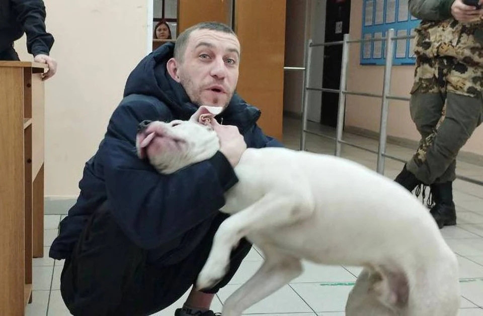 Собаки потерявшие хозяина. Собаки потерявшие хозяина