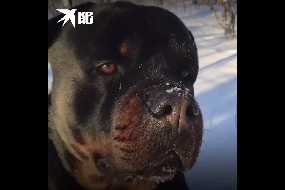 Собака вырвалась со двора и атаковала малышку.