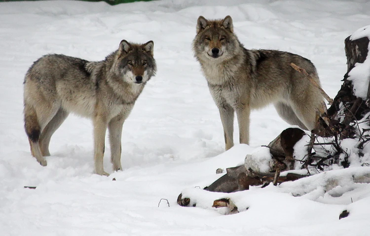 Нет волка – нет лося. В Мурманской области охотники не хотят стрелять в волков и медведей