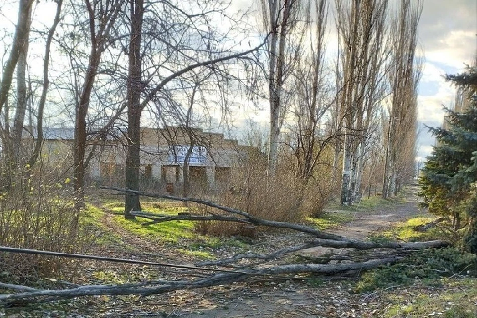 В Мариуполе недавний ураган повредил много деревьев. Фото: Администрация города Мариуполя