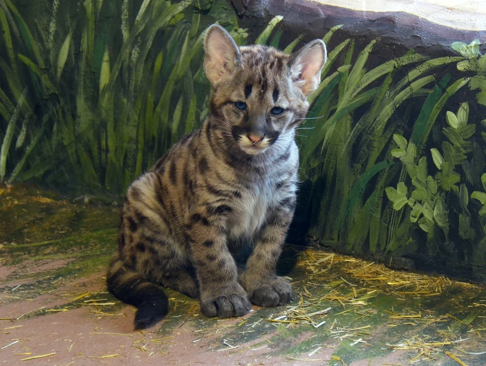 Детеныш пумы родился в зоопарке «Лимпопо» в Нижнем Новгороде. Фото: страница Виктора Элиана во «ВКонтакте».