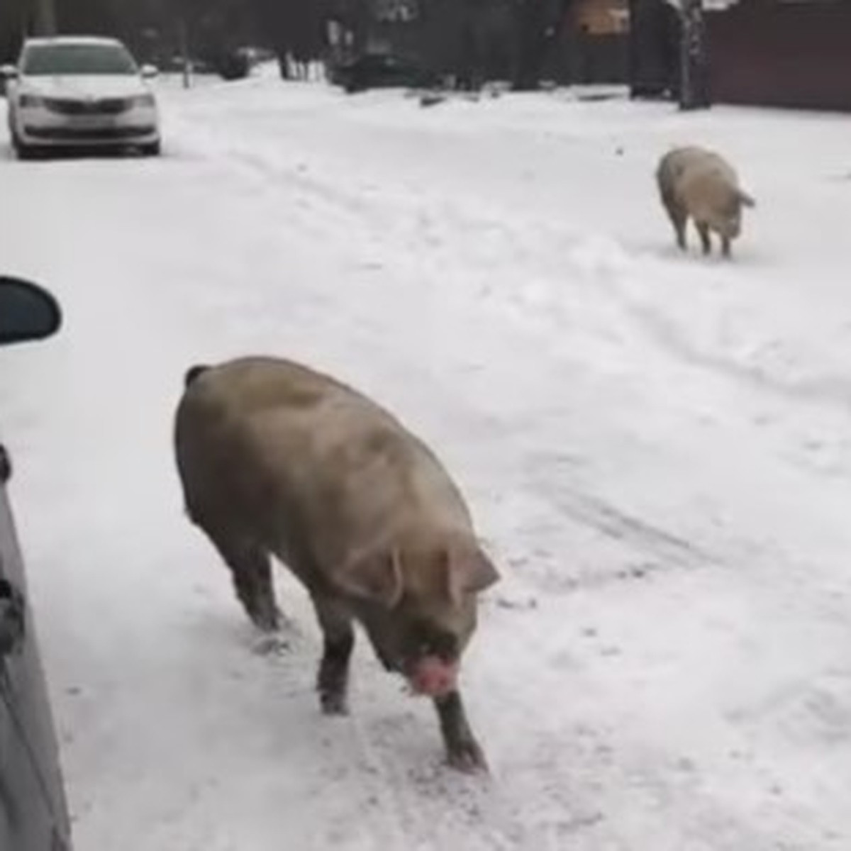 На автора видео со свиньями у Сапожковского суда подали жалобу - KP.RU