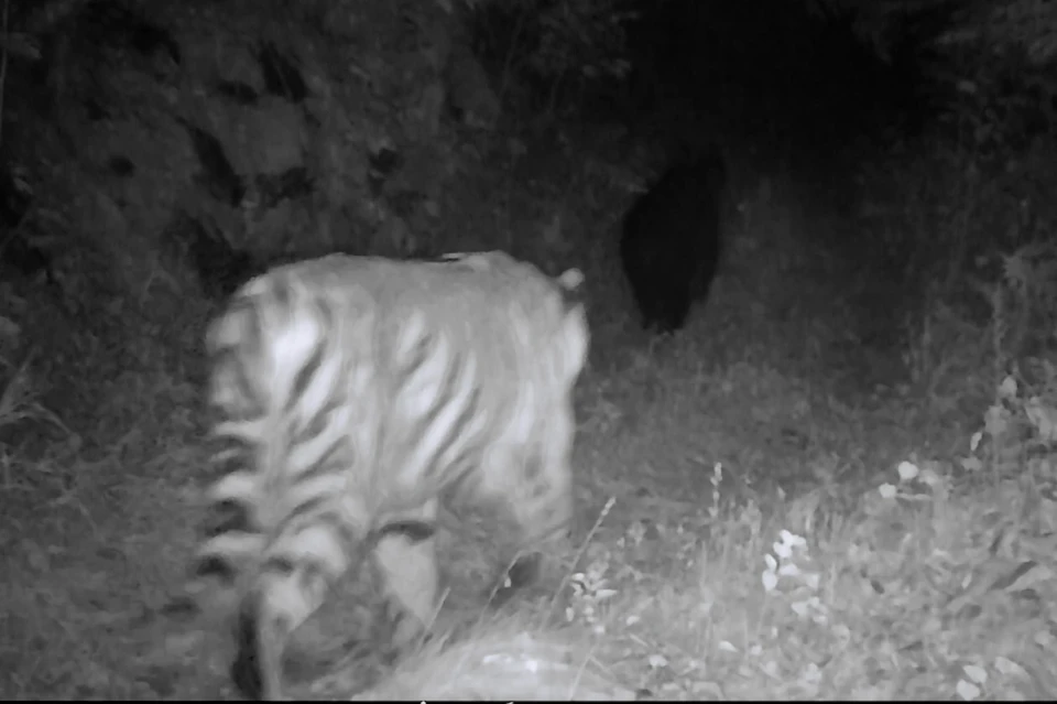 Нечасто удается увидеть в одном кадре тигра и медведя. Фото: Сихотэ-Алинский заповедник