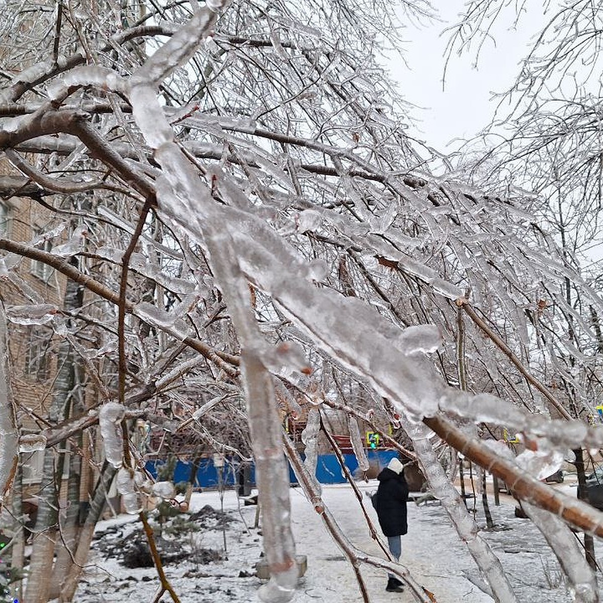 Последствия ледяного дождя в Ростове-на-Дону: штормовое предупреждение,  снегопад, оборванные провода и школы на дистанте - KP.RU