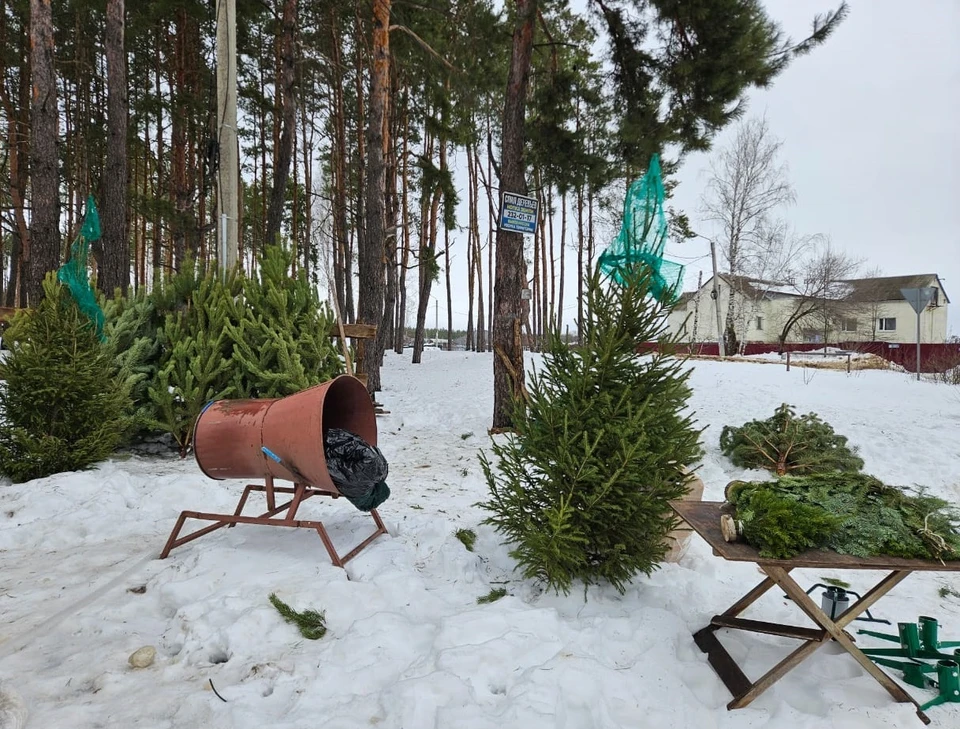 Фото - мэрия Воронежа