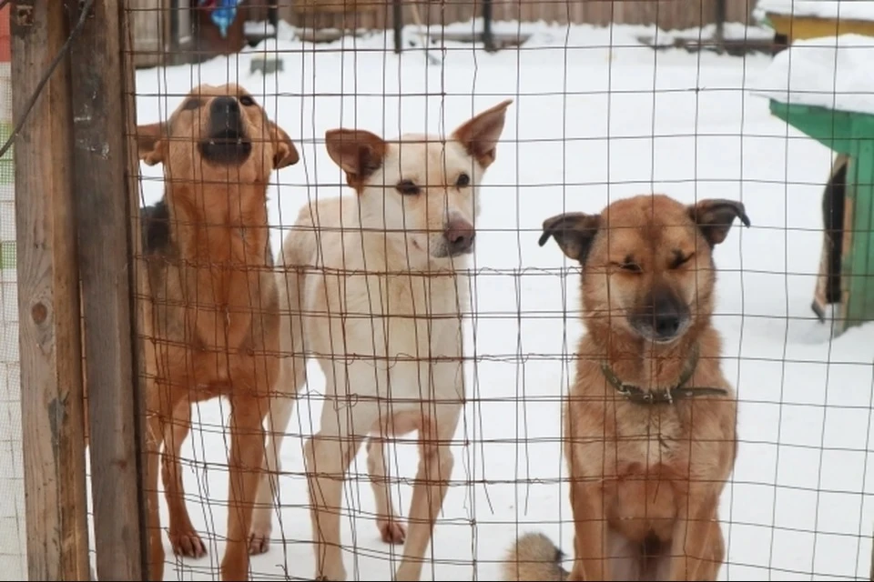 В Якутии хотят умерщвлять бродячих собак через 3 месяца после поимки. Фото: Василий ВАХРИН