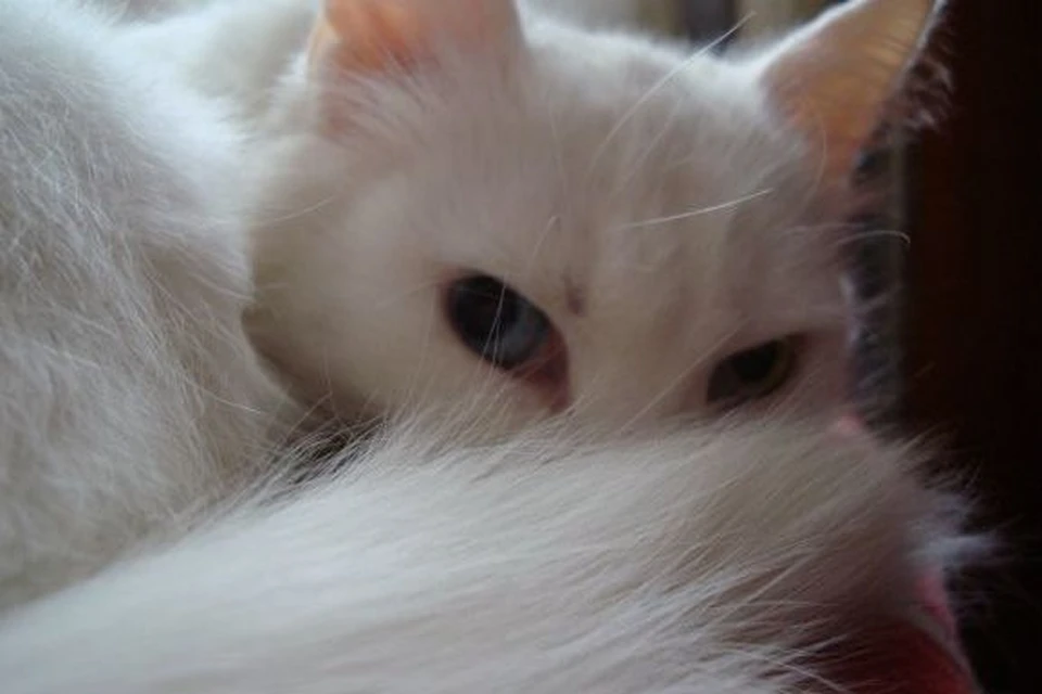 Котик обрел новый дом