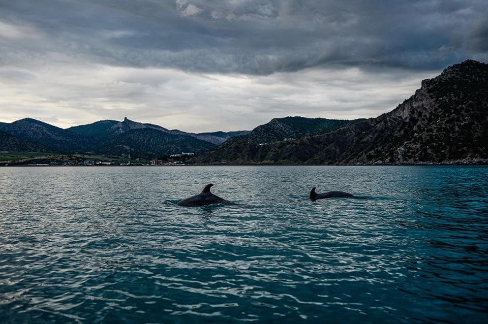 Дельфинов в Крыму будут предупреждать о приближении к рыболовным сетям.