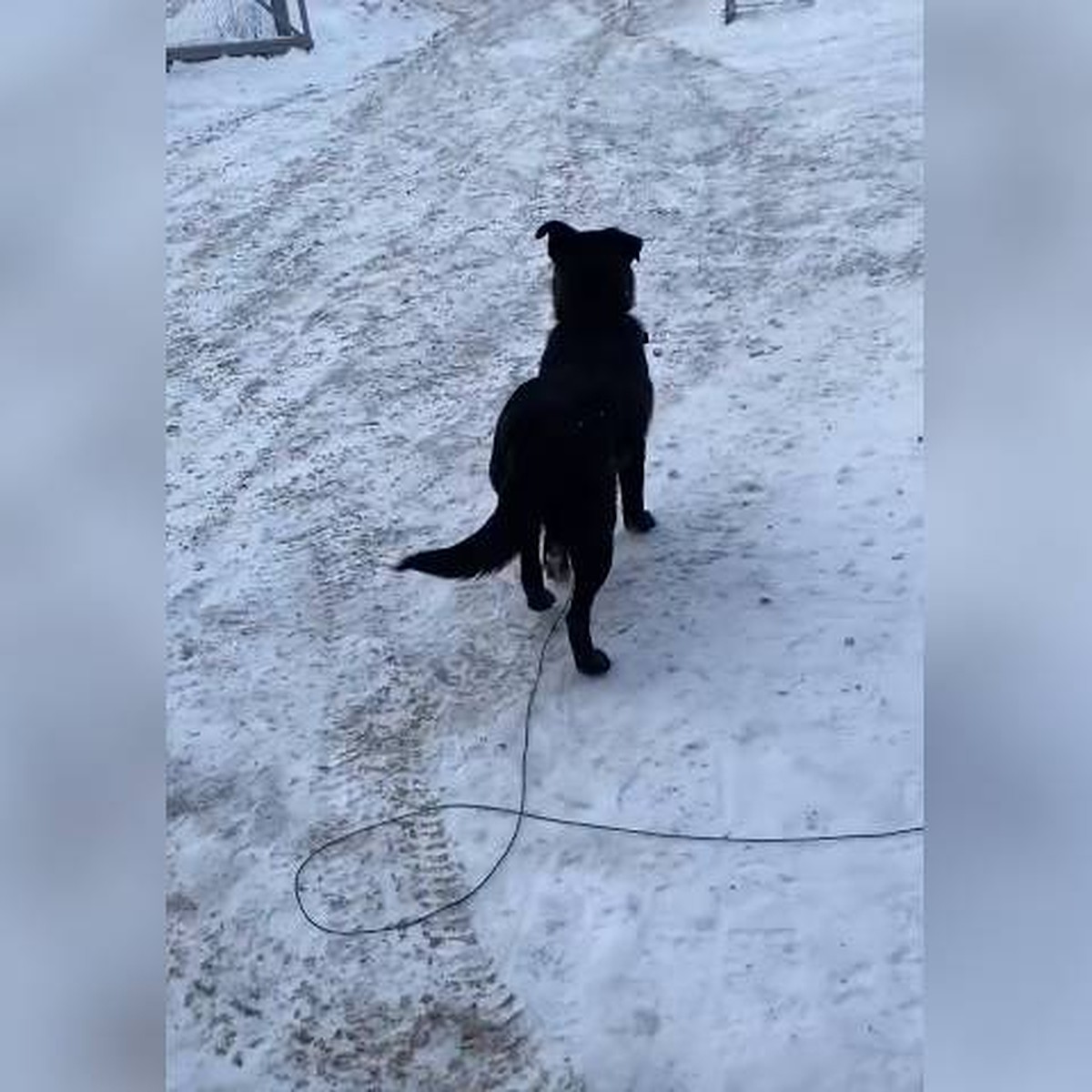 Пес еще долго скулил и смотрел вдаль: Нижегородец оставил собаку на  произвол судьбы - KP.RU