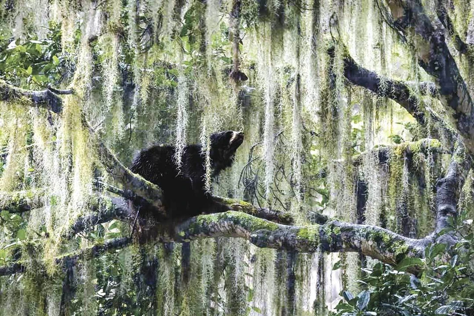 «Он смотрит в небо» Главный приз конкурса получила Жаки Матечук из Канады за снимок очкового медведя на ветке дерева. Даже не верится, что это не живопись, а фотография... Фото: Jacquie MATECHUK/NPOTY’2023
