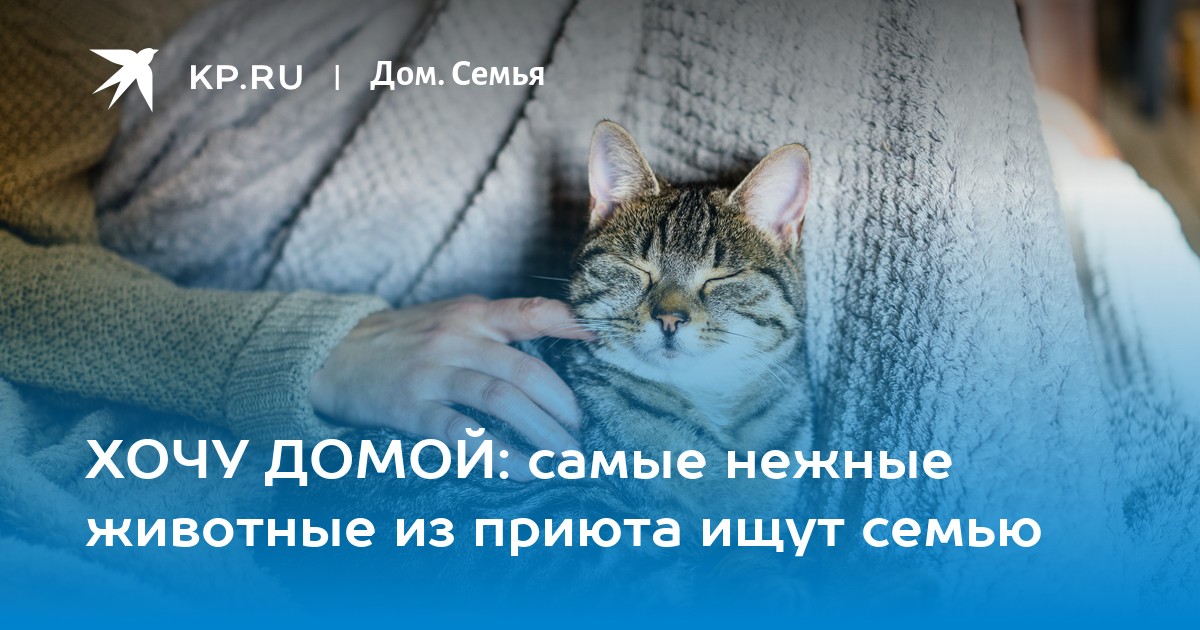 Помощь животным хочу домой. Помощь животным хочу домой
