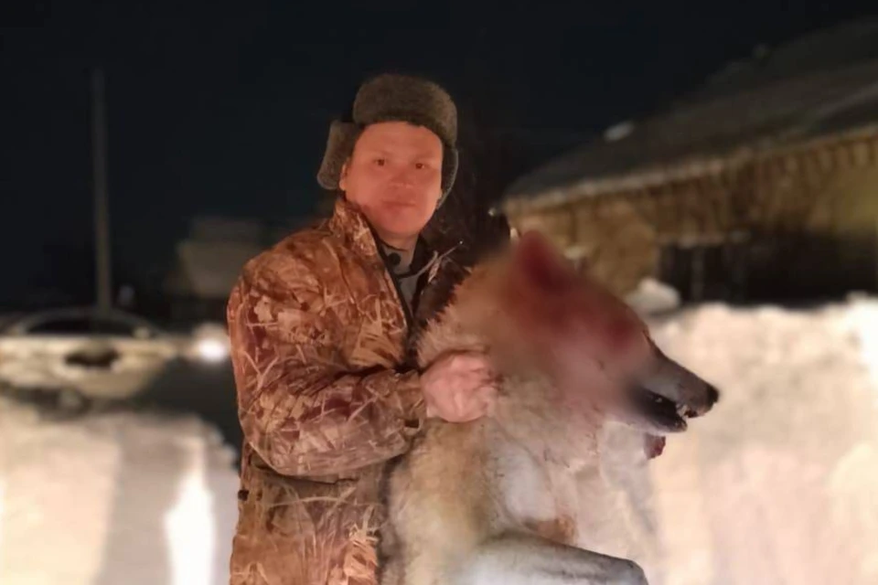 Справиться с волком-людоедом смог местный охотник. Фото: предоставлено КП-Челябинск