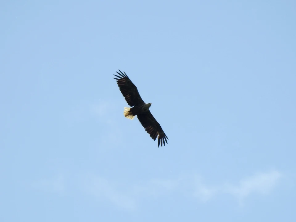 Орлан - белохвост. Автор фото: Сергей Полюхов.
