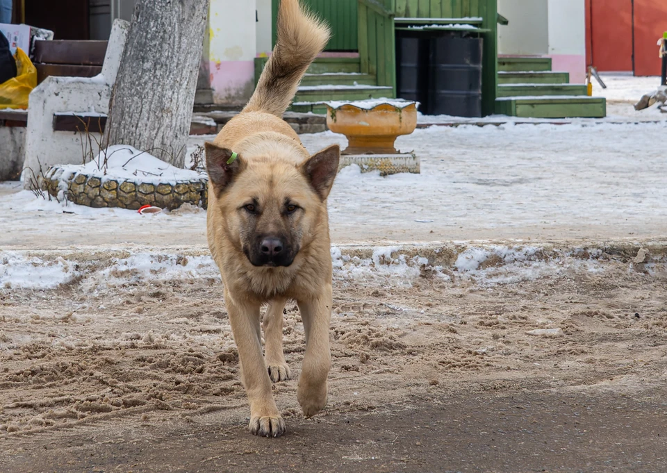В апреле 2023 года бездомные собаки насмерть загрызли ребенка в Оренбурге