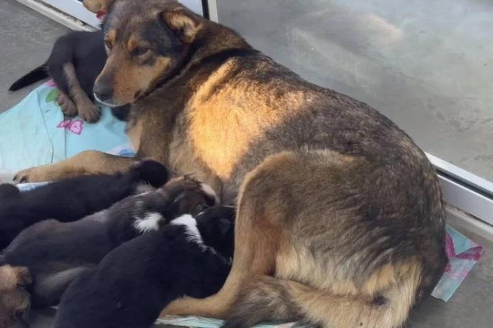 В Иркутске "стерилизованная" собака родила щенят. Фото: питомник К-9