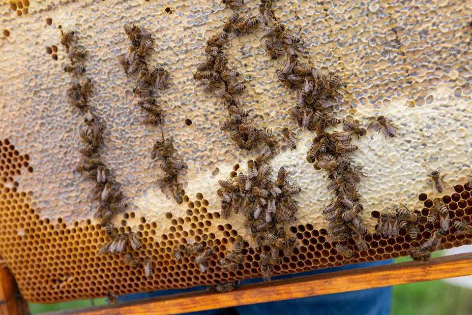 Важная проблема, которая стоит перед пчеловодами в сезон – избежать отравления пчел