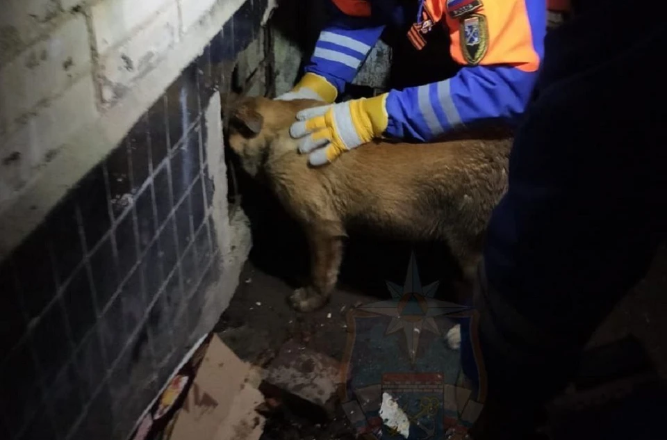 Собаке помогли спасатели. Фото: t.me/acclenobl
