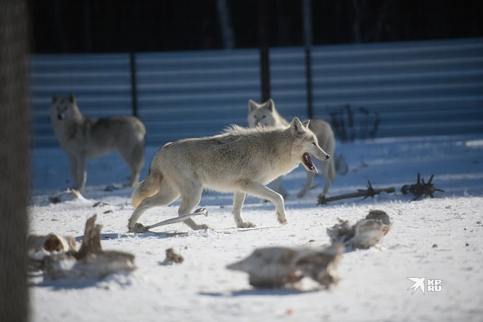 Всего в Свердловской области проживают 611 волков, 5,5 тысяч лисиц и 5,5 тысяч медведей