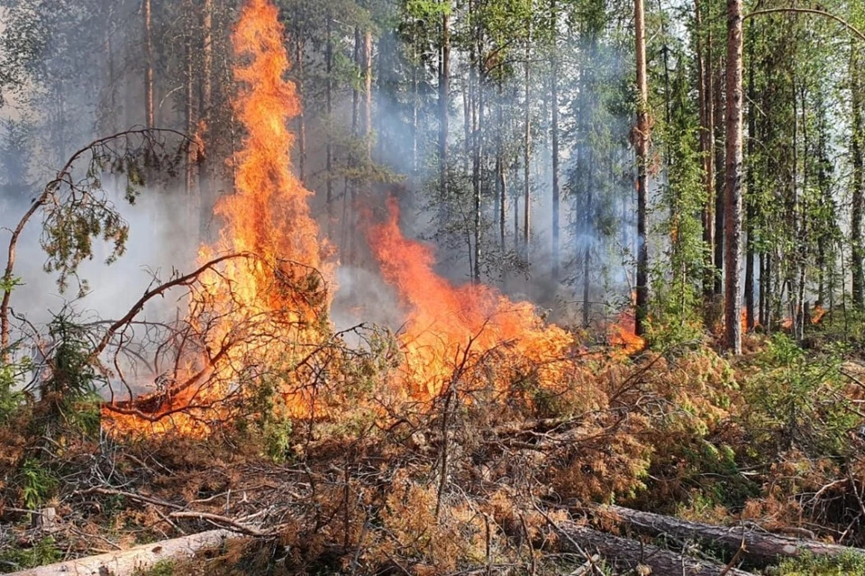 Названы основные причины гибели леса в Коми. Фото: Минприроды Коми.