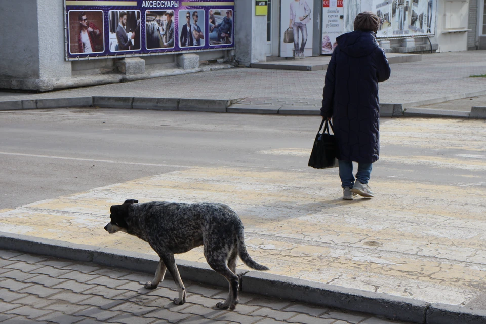 В Крыму хотят решить проблему бездомных животных.