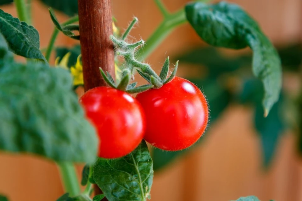 20 тонн помидоров оказались заражены южноамериканской томатной молью