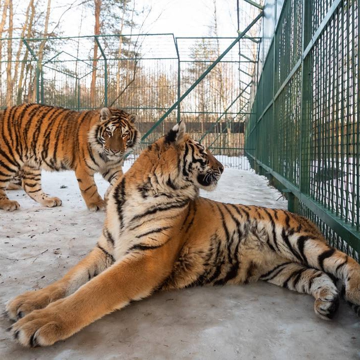 Жертвы уличных фотографов и богачей»: Как живет единственный в России  тигриный хоспис - KP.RU