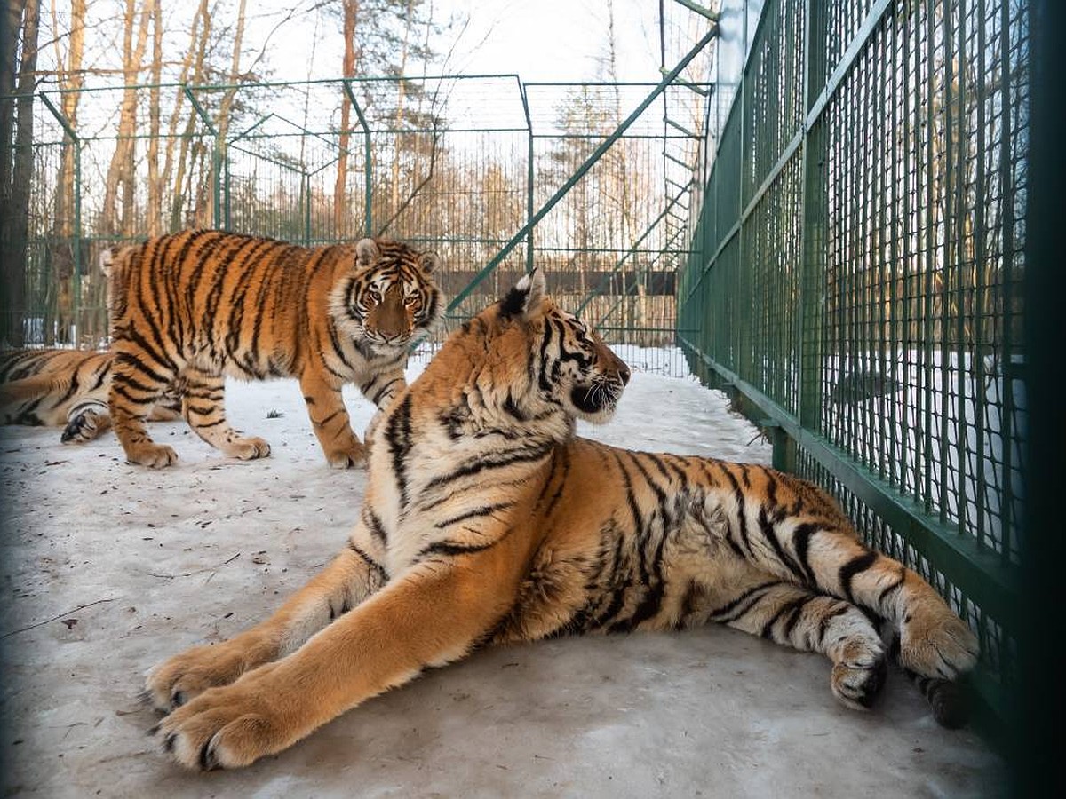 Жертвы уличных фотографов и богачей»: Как живет единственный в России  тигриный хоспис - KP.RU