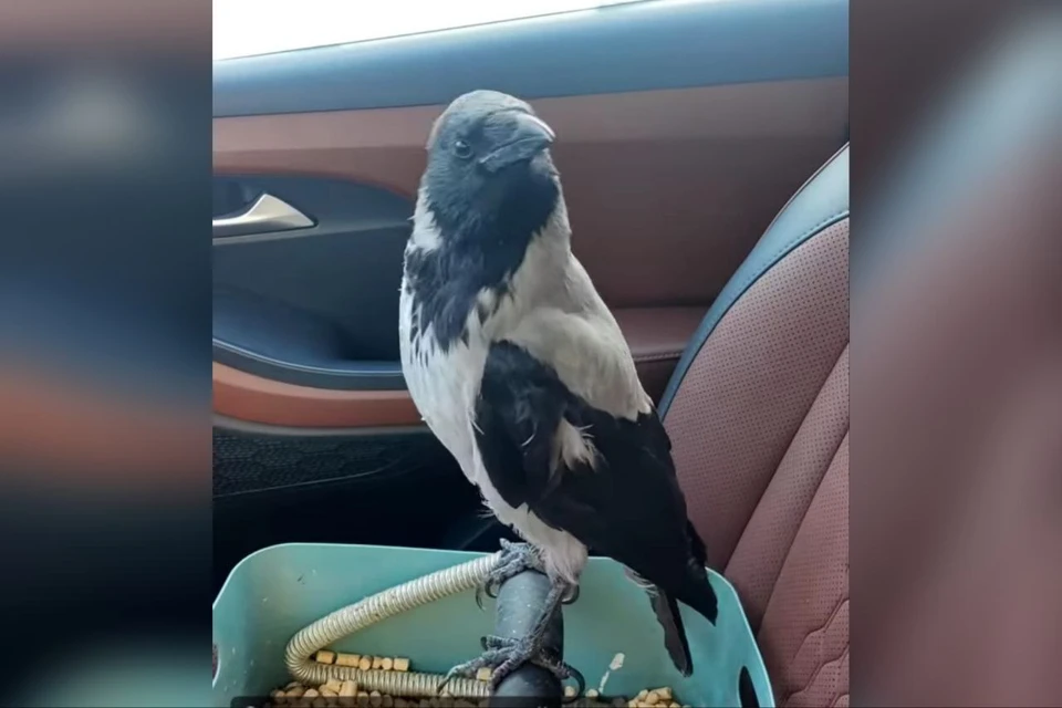 Птица улетела из машины хозяйки, когда в авто грузили мешки. Фото: предоставлено хозяйкой