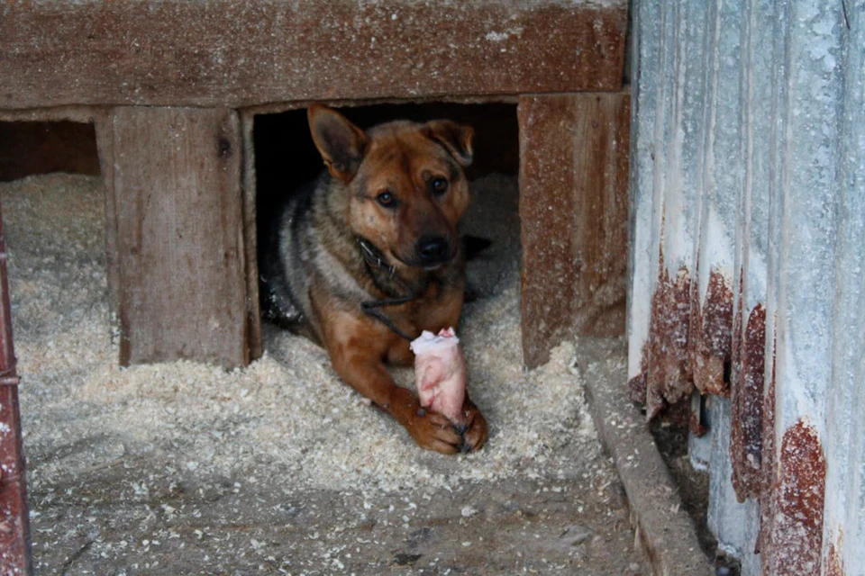 Семья из Карелии чудом нашла своего пса, потерявшегося 1,5 года назад. Фото: Предоставлено КП