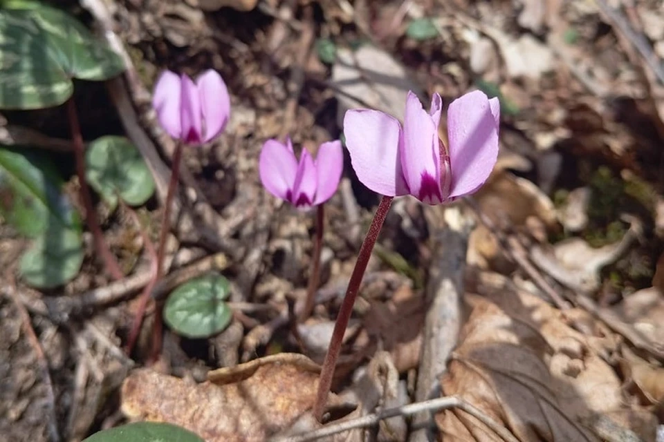 На «Роза Хутор» расцвели первоцветы - KP.RU