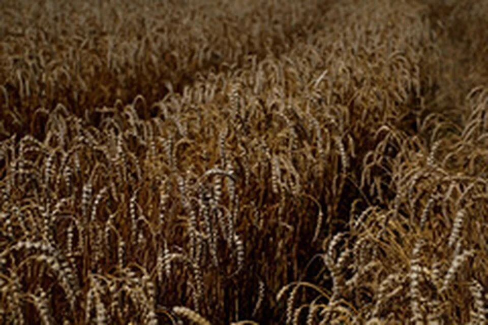 ЕК: ЕС не намерен запрещать поставки зерна из РФ из-за угрозы продбезопасности