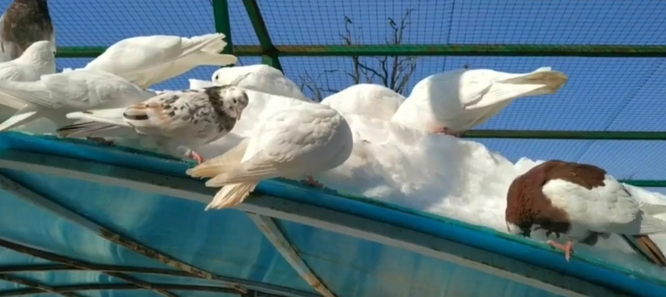 Проворные голуби уже успели убрать несколько сантиметров снега. Фото: Самарский зоопарк