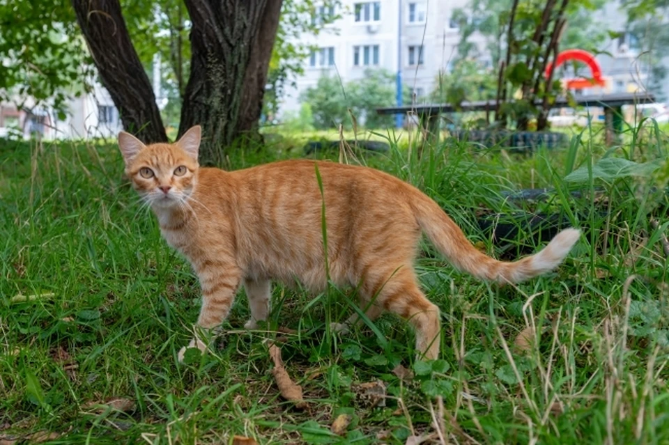 Жительница Нижнего Новгорода спасла кошку, которую вышвырнули из машины в стену