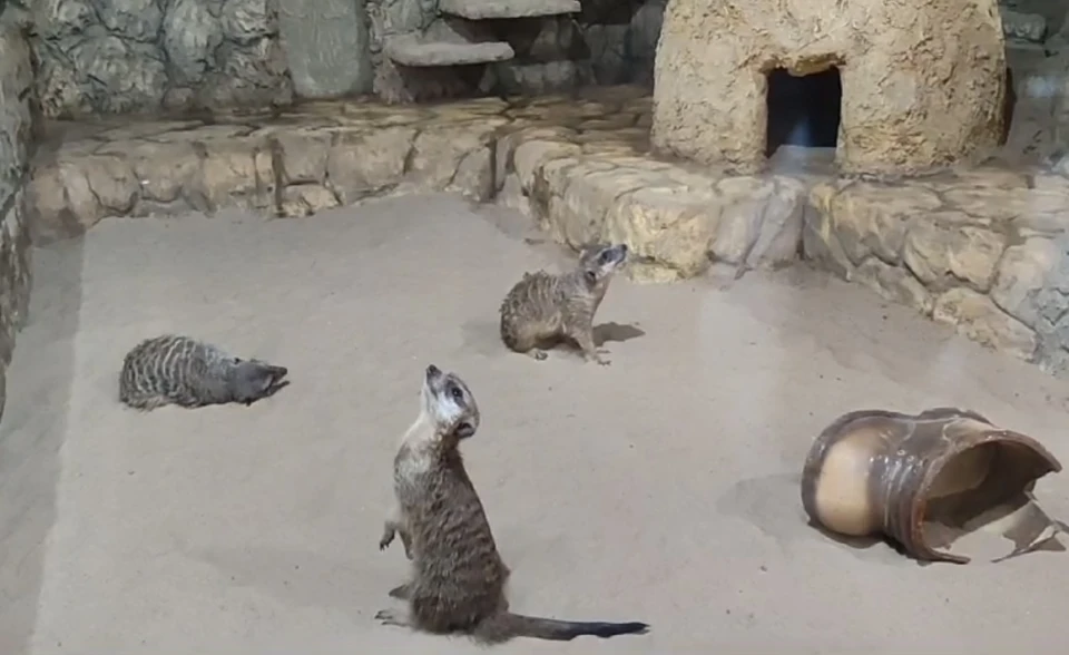 скриншот с видео Воронежского зоопарка