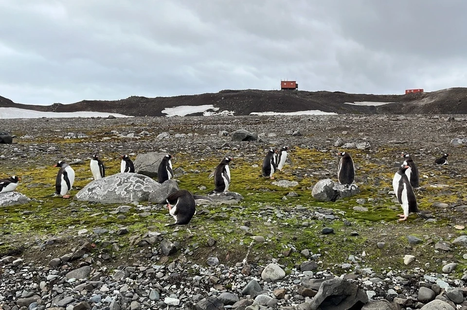 Антарктида - сложный с точки зрения климата и логистики регион. Фото: предоставлено пресс-службой МТС