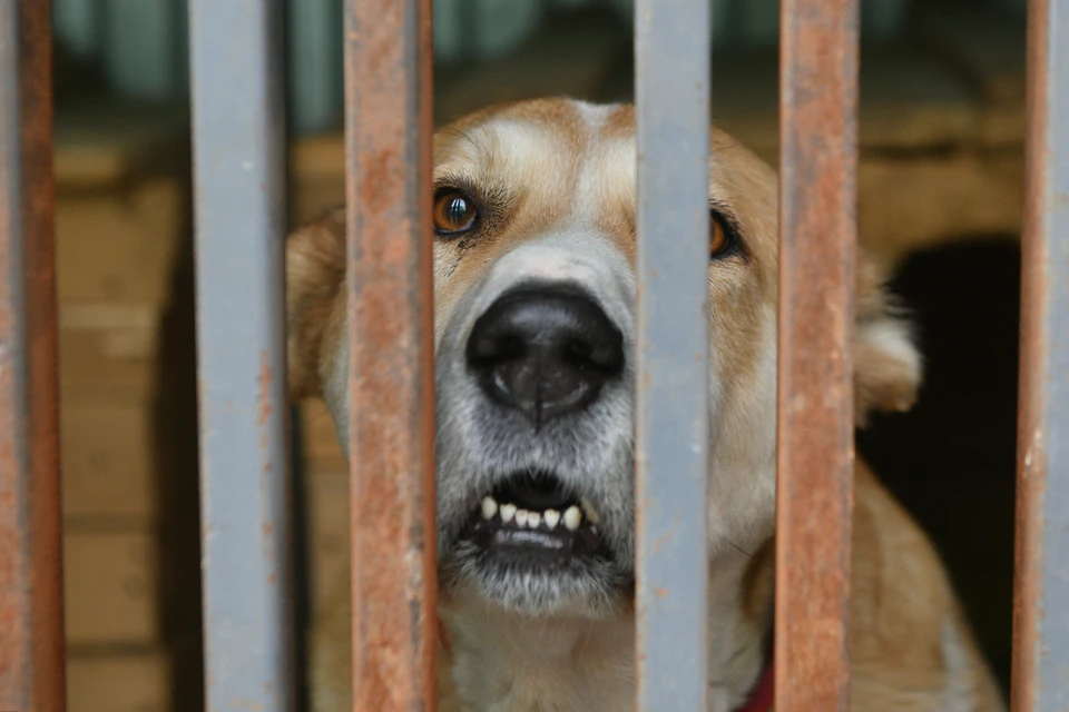 Прокуратура нашла нарушения в работе ульяновских приютов для бездомных животных