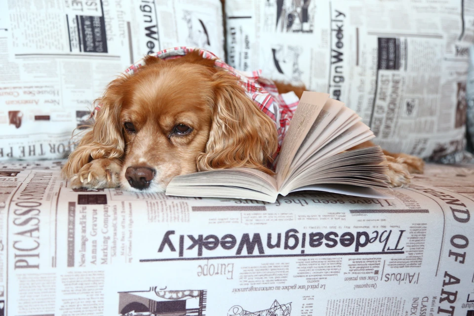 В Ульяновске перенесли мероприятия литературного марафона «ЛитДвиж»
