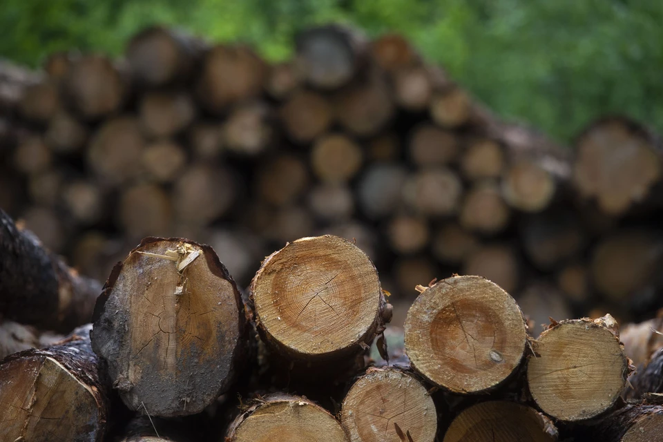 В Новосибирской области обнаружили канал контрабандного провоза древесины.