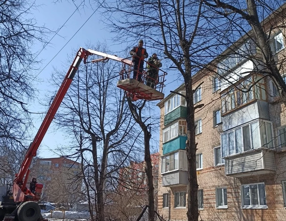 В Ульяновске ведутся работы по сносу аварийных деревьев и обрезке веток. Фото телеграм-канал Городского центра по благоустройству