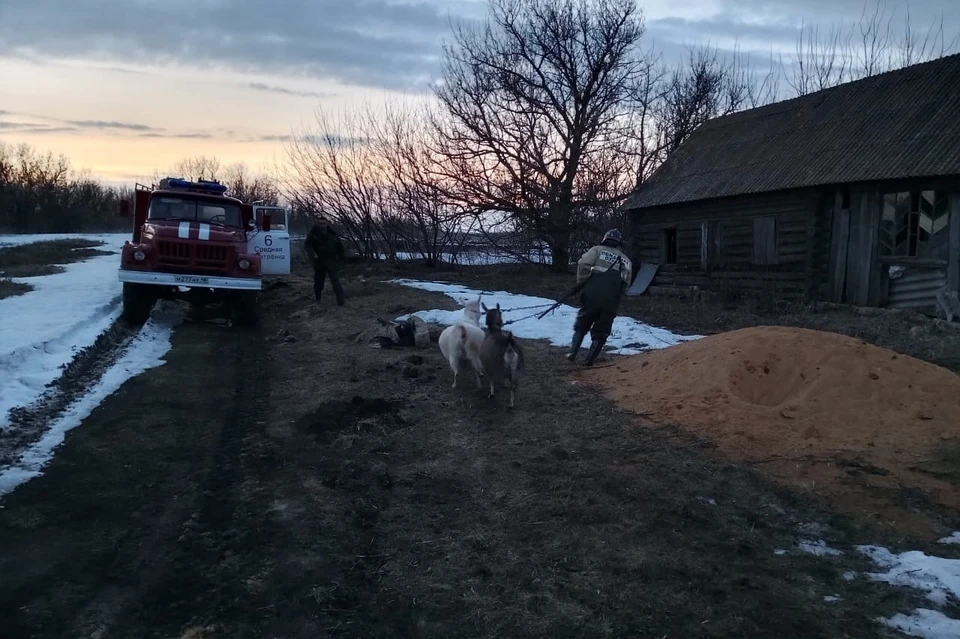 Спасатели вывели трех человек и скот из подтопленных паводком домов под Липецком