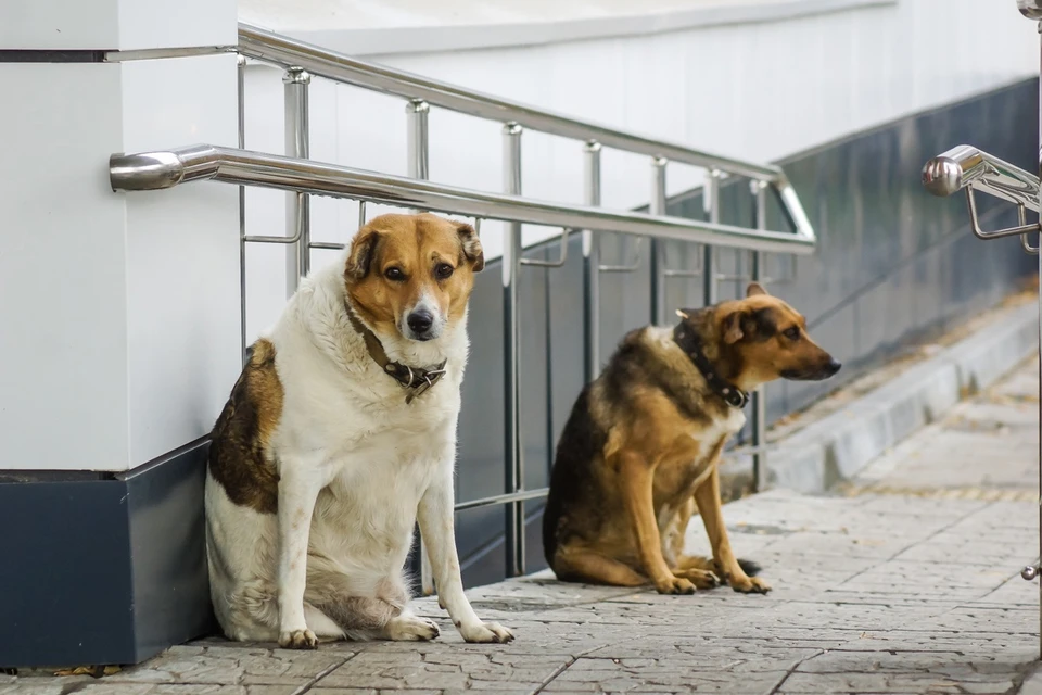 22,2% жителей региона от 1250 человек пострадали от домашних собак.