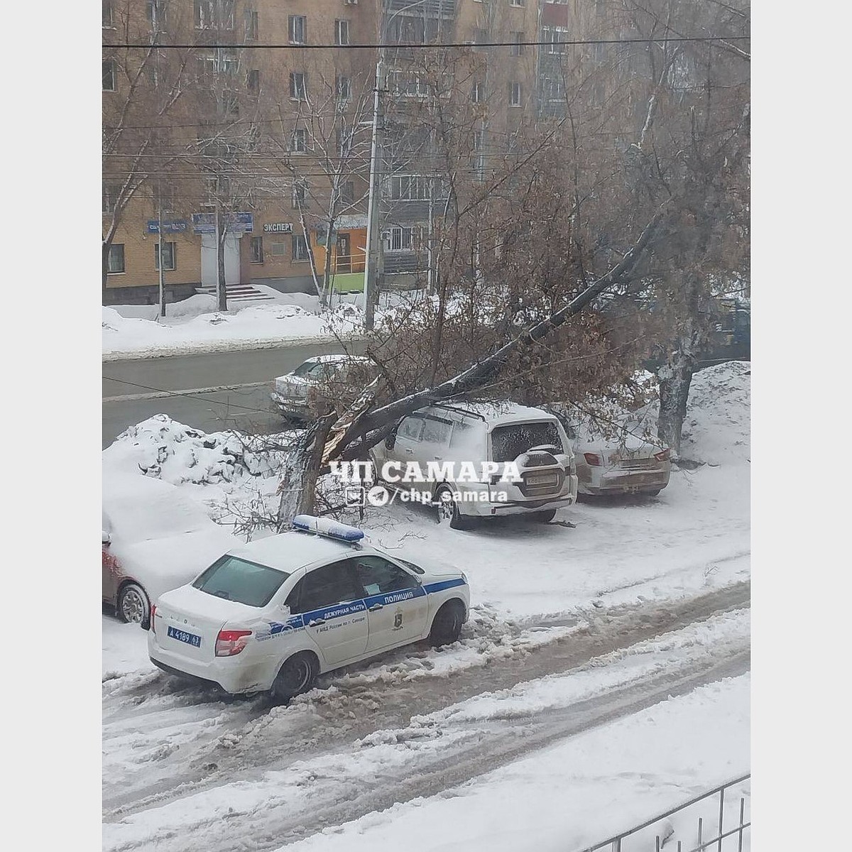 Большое дерево сломалось и упало на припаркованную машину в Самаре - KP.RU