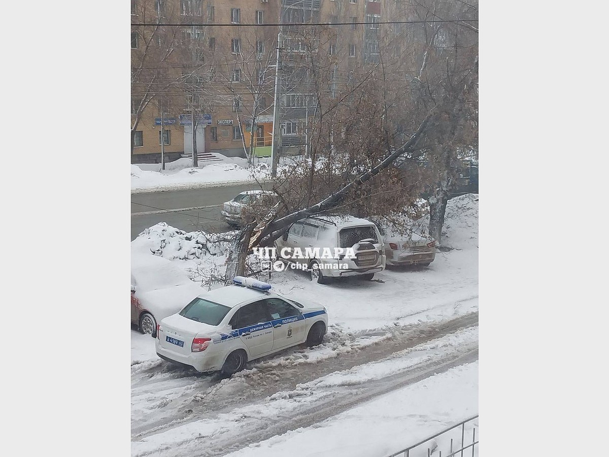 Большое дерево сломалось и упало на припаркованную машину в Самаре - KP.RU